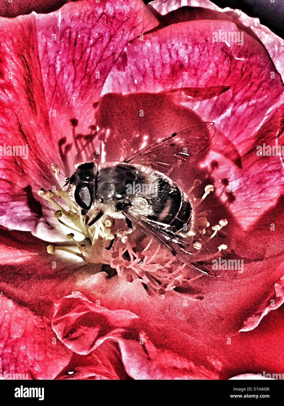 Bee in fiore rosa - Immagine stock catturata con smartphone