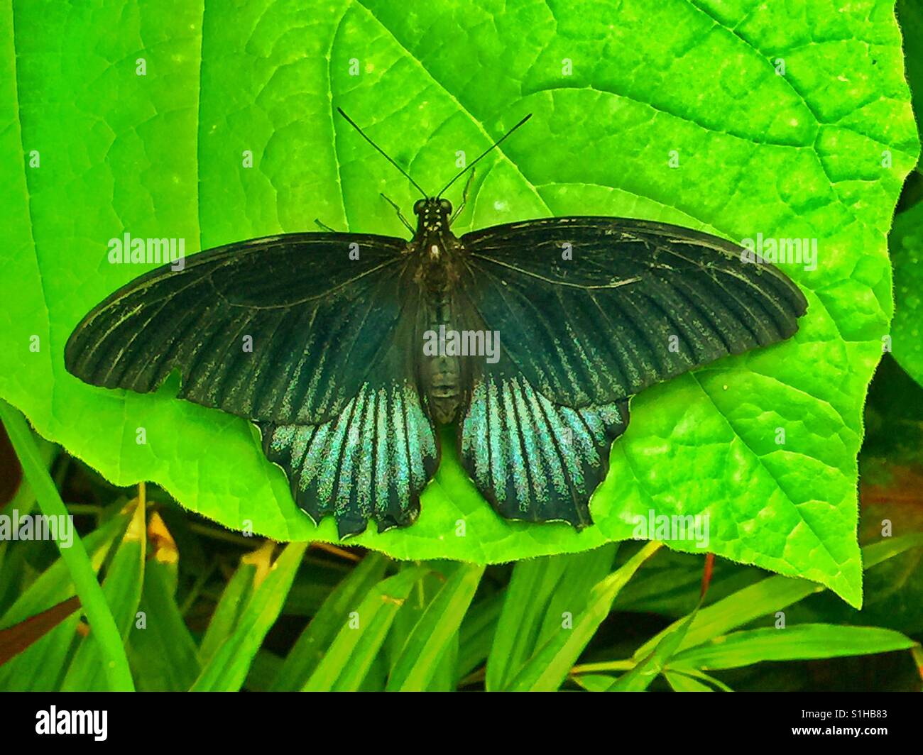 Farfalla nera - Immagine stock catturata con smartphone