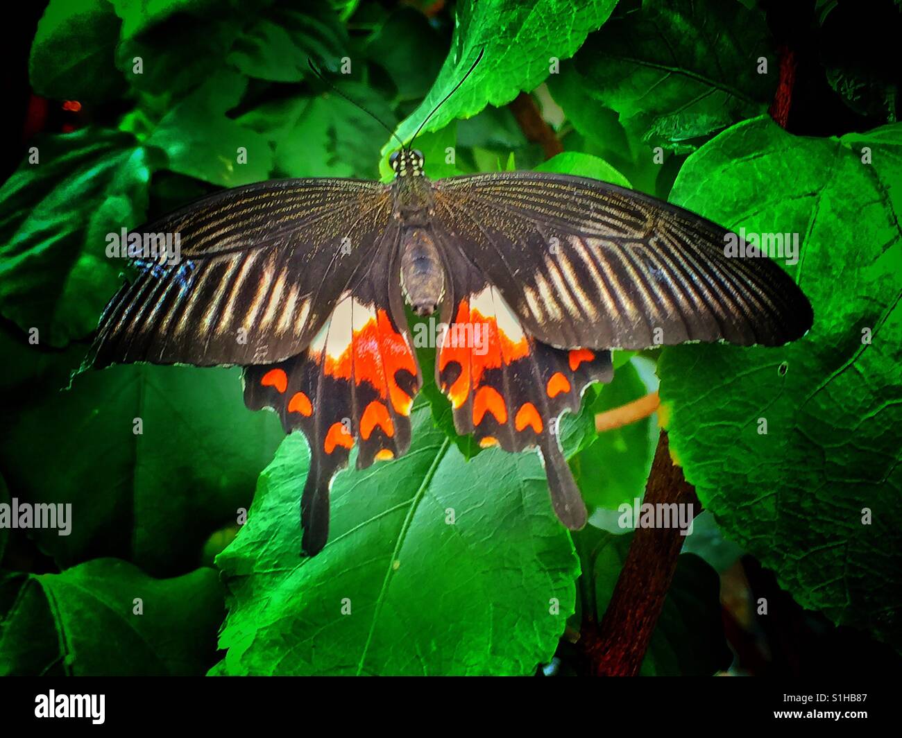 Nero, rosso e bianco butterfly - Immagine stock catturata con smartphone