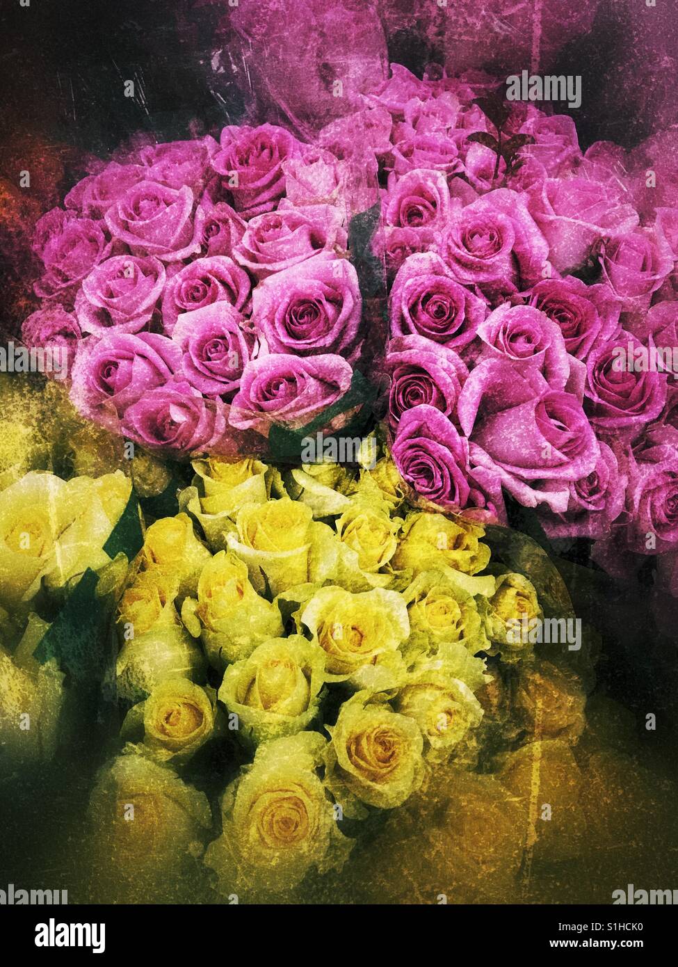Rosa e giallo Foto Stock