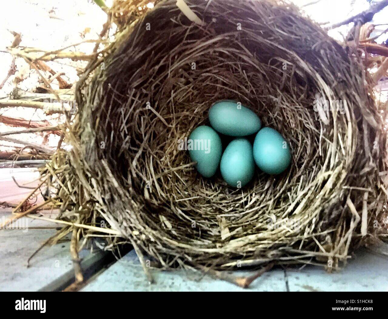 Un perfetto nido di uccelli contiene quattro Robin's blu uovo uova. Foto Stock