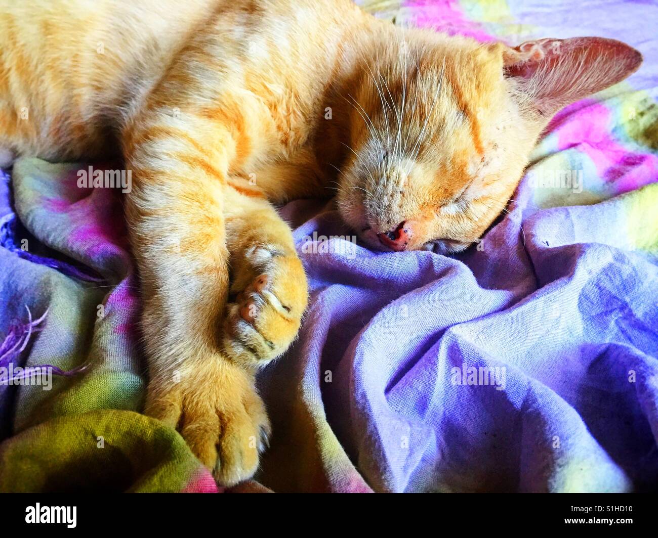 gatto che dorme Foto Stock