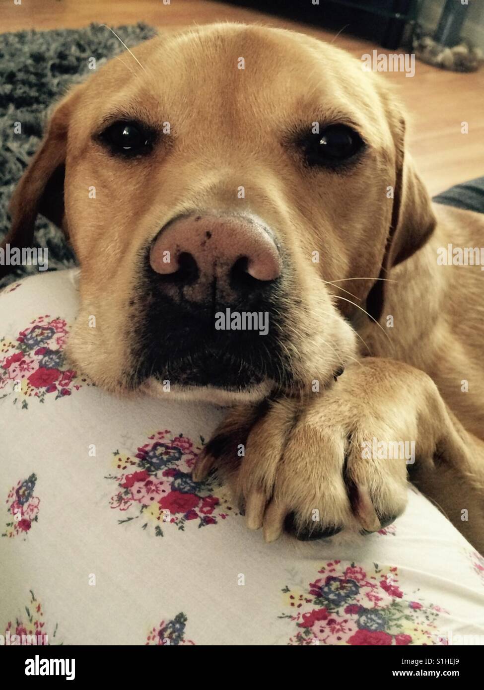 Ritratto di una Golden Labrador Cani a croce - Immagine stock catturata con smartphone