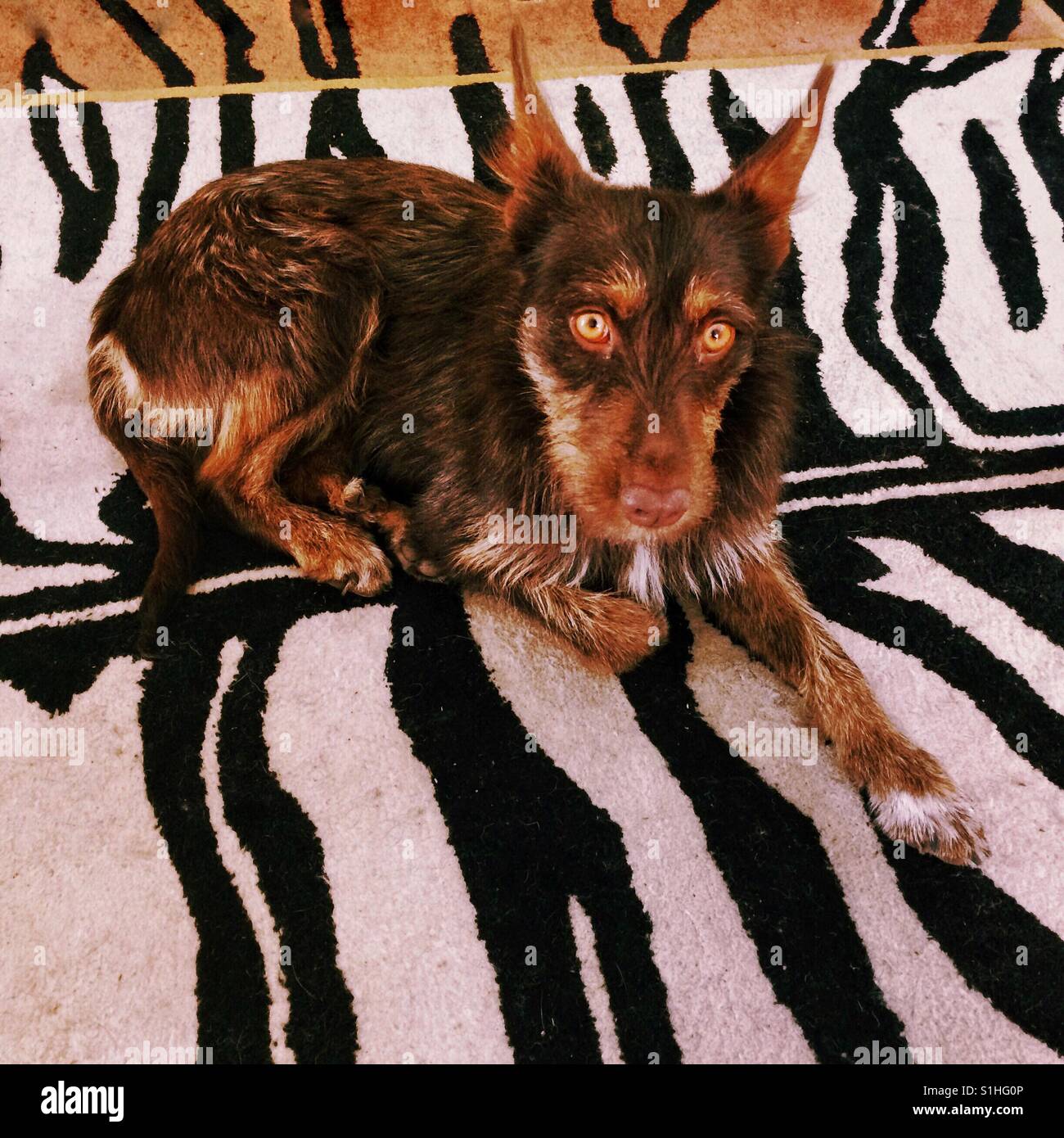 Lo spagnolo Podenco cane su un tappeto - Immagine stock catturata con smartphone
