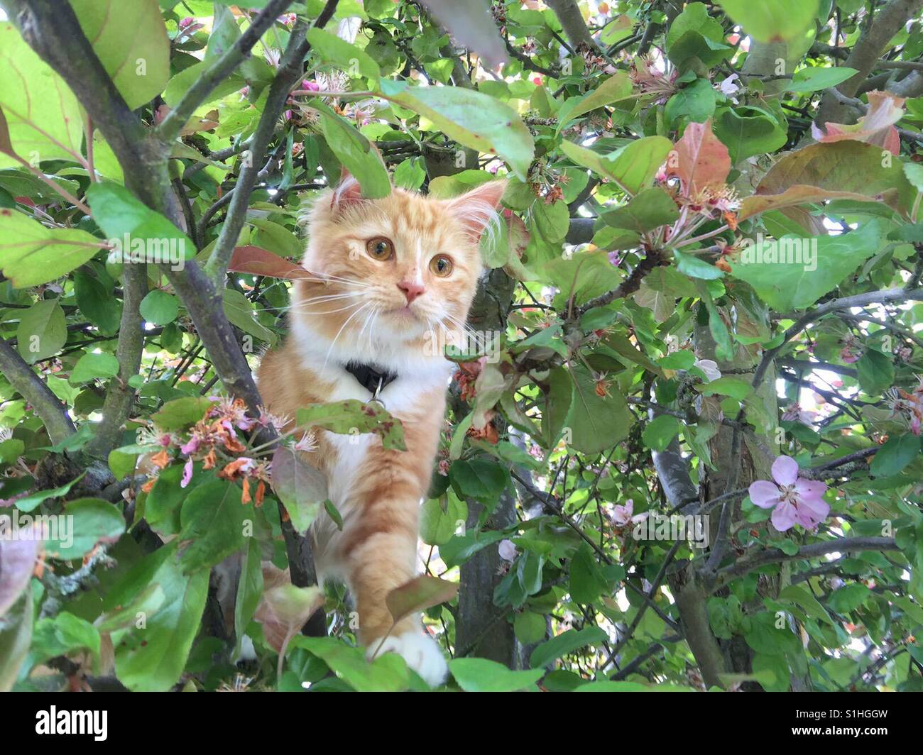 Lo zenzero fluffy gattino nella struttura ad albero Foto Stock