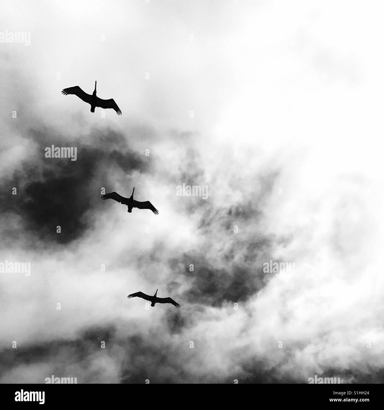 Tre i pellicani che volano sopra. Manhattan Beach, California USA. - Immagine stock catturata con smartphone