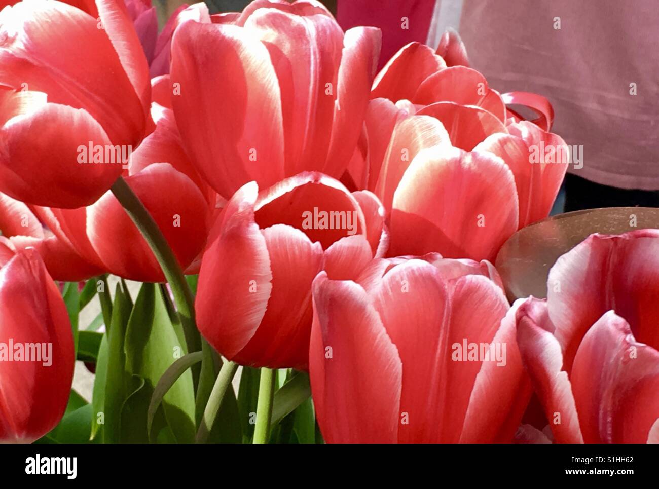 Gambo lungo fiori Foto Stock