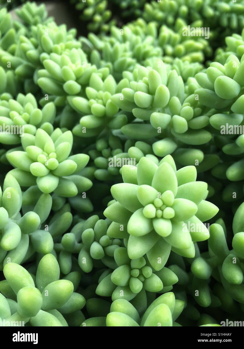 Full frame foto di piante succulente Foto Stock