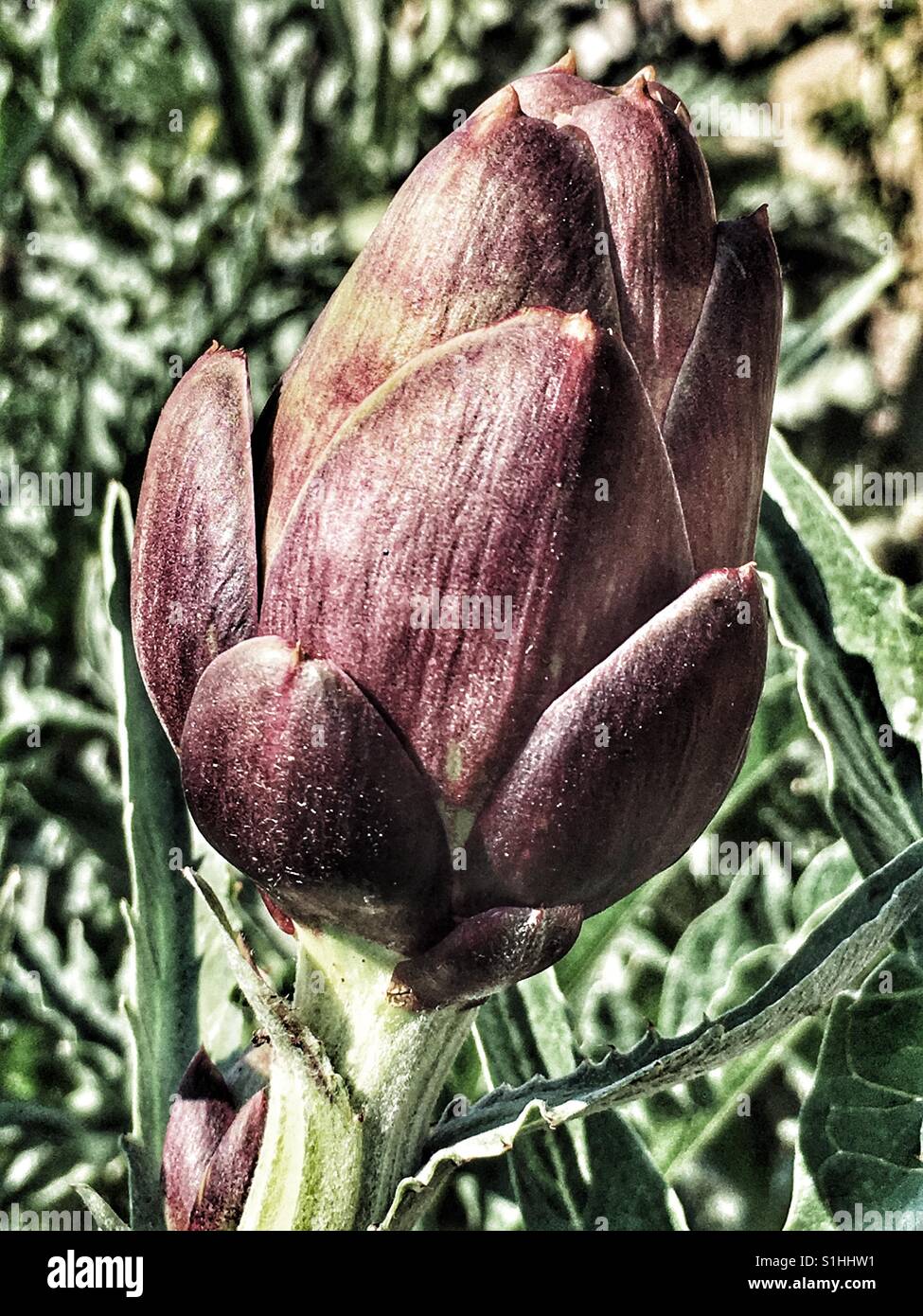 Viola di carciofi in una patch vegetale - Immagine stock catturata con smartphone