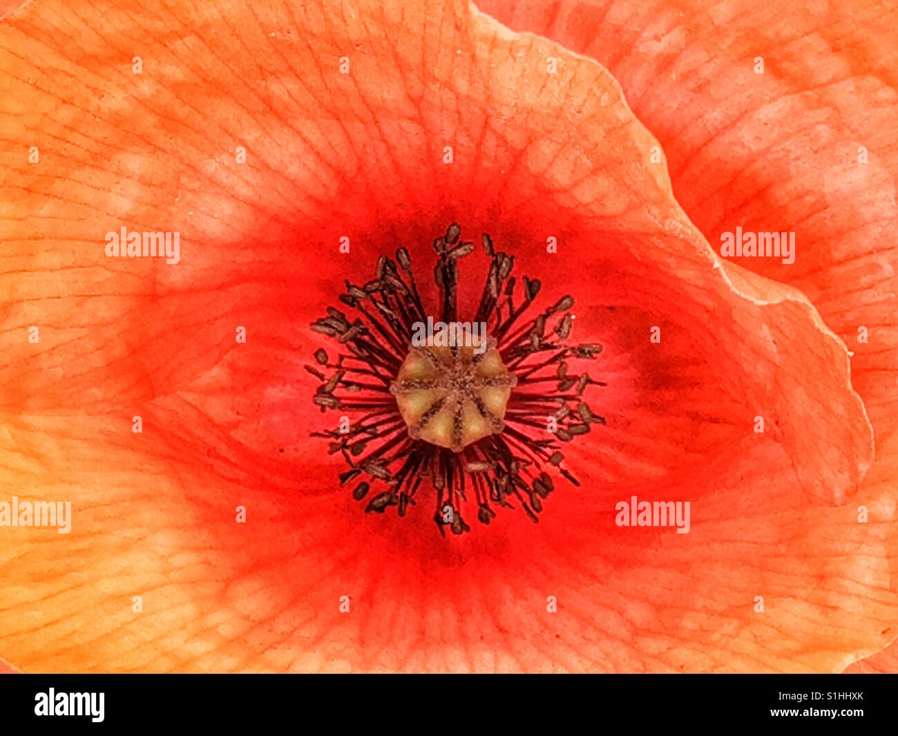 Papaver rhoeas, noto anche come comune papavero, papavero rosso o nelle Fiandre il papavero Foto Stock