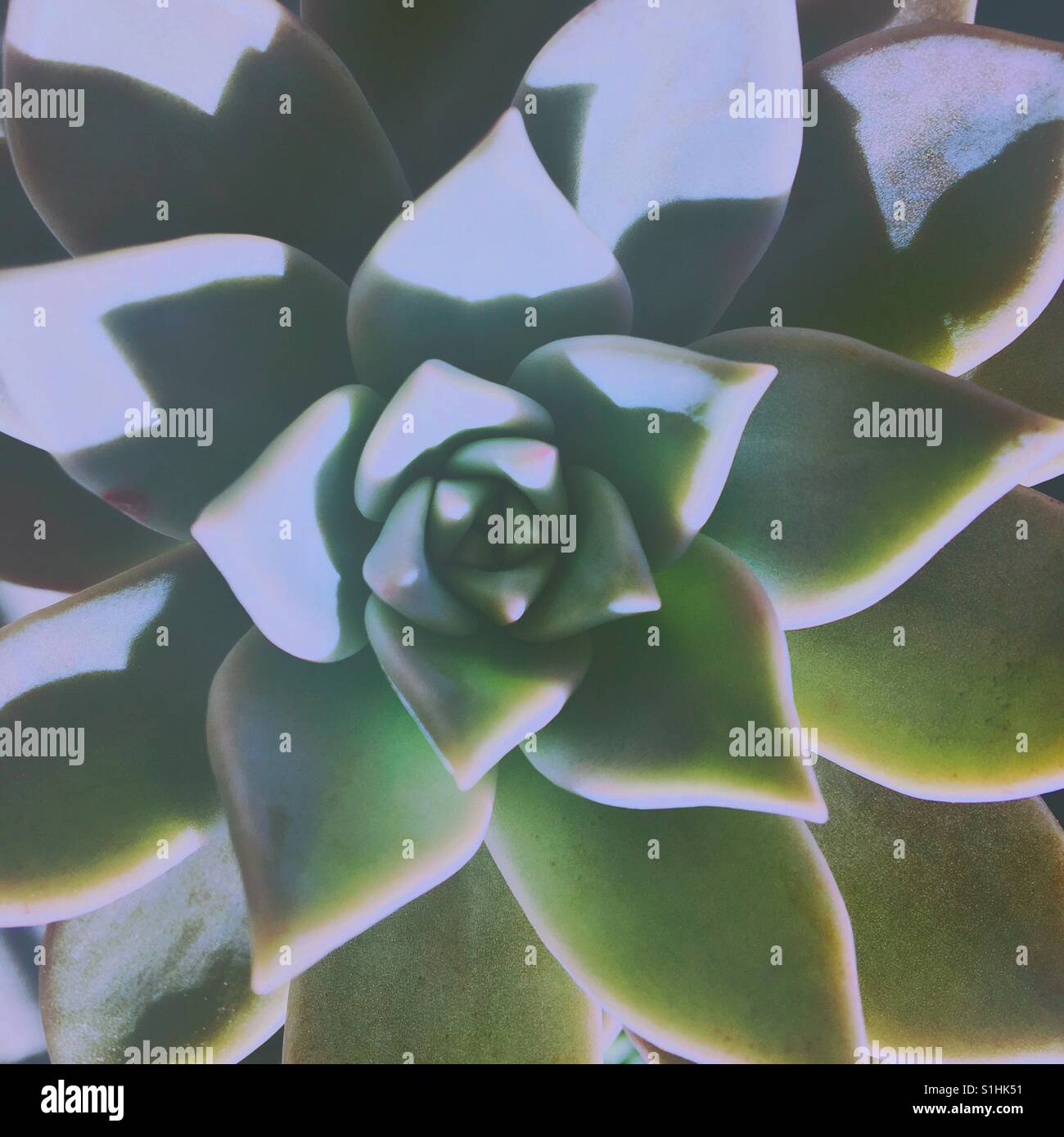 Close up di piante succulente. Aspetto sbiadito. Square crop. - Immagine stock catturata con smartphone
