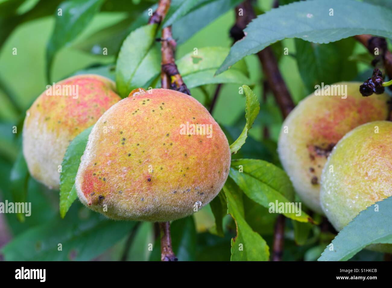 Primo piano orizzontale di un organico di pesche maturazione su un albero con diversi altri pesche in soft focus dietro di essa Foto Stock