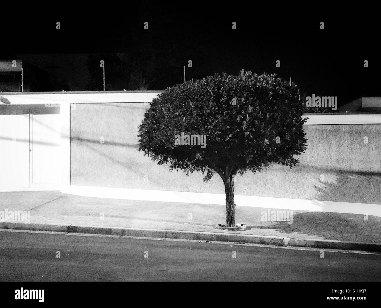 Albero di fronte alla parete. Foto in bianco e nero - Immagine stock catturata con smartphone
