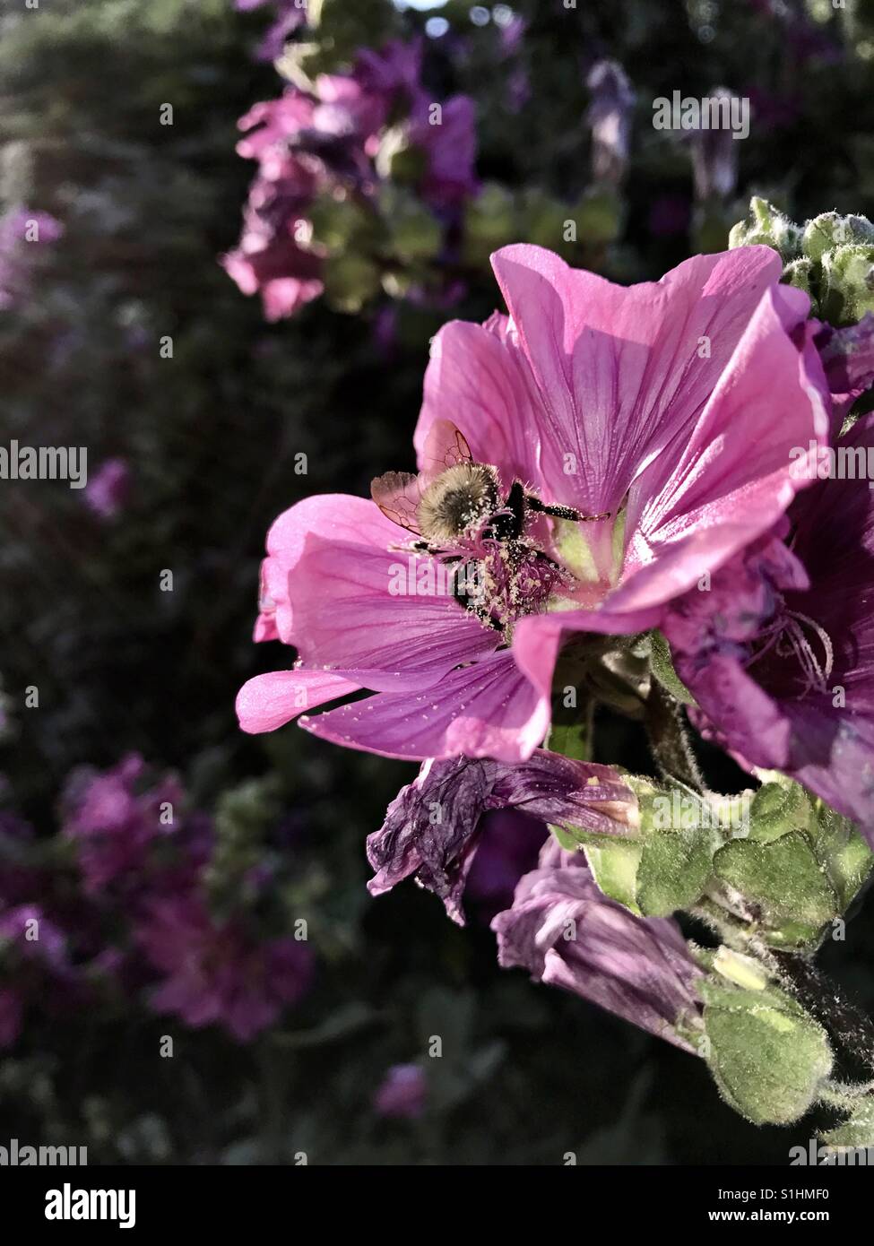 Un miele delle api raccoglie il nettare da un fiore. Foto Stock