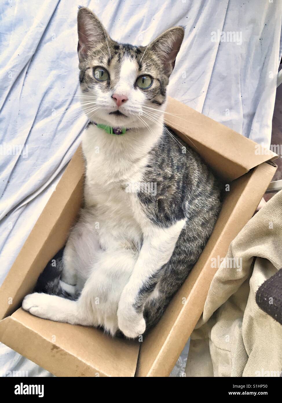 Gatto in una scatola. - Immagine stock catturata con smartphone