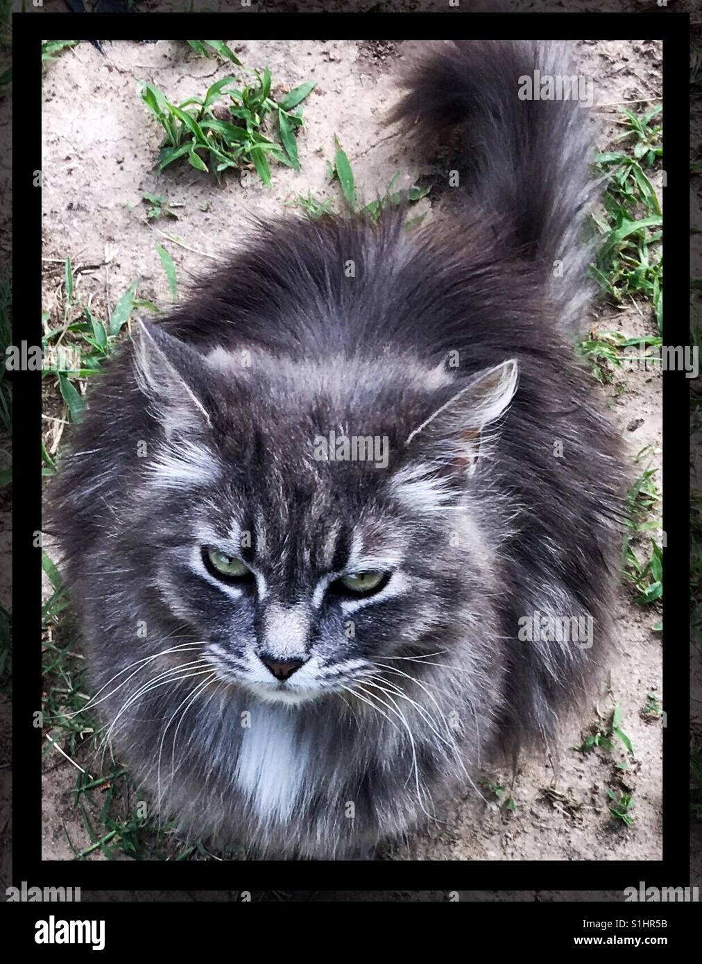 Bellissimo gatto grigio denominato Nola Foto Stock
