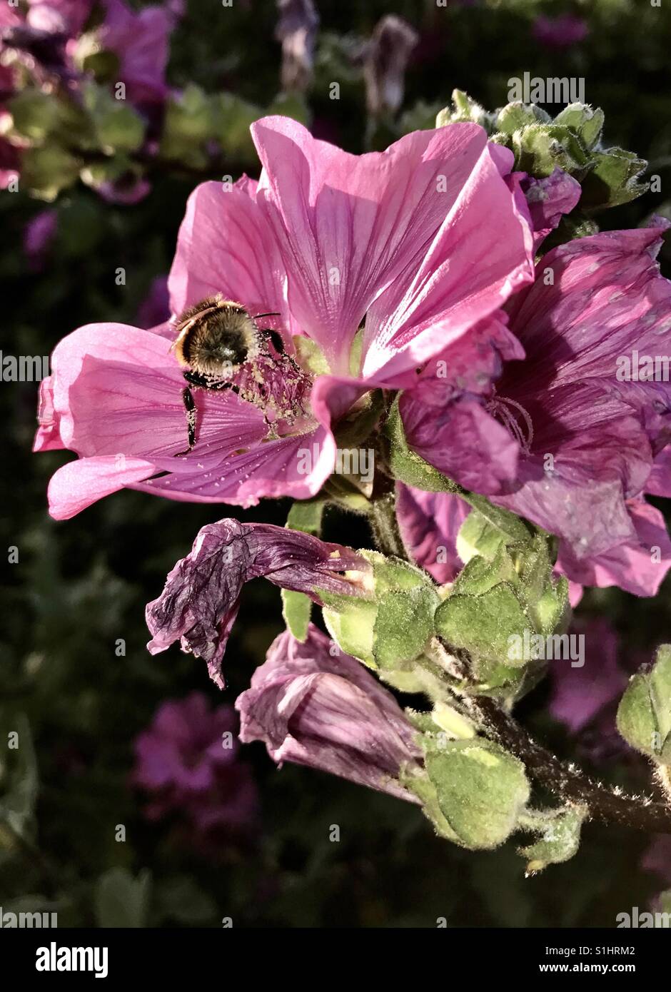 Un miele delle api raccoglie il nettare da un fiore rosa. Foto Stock