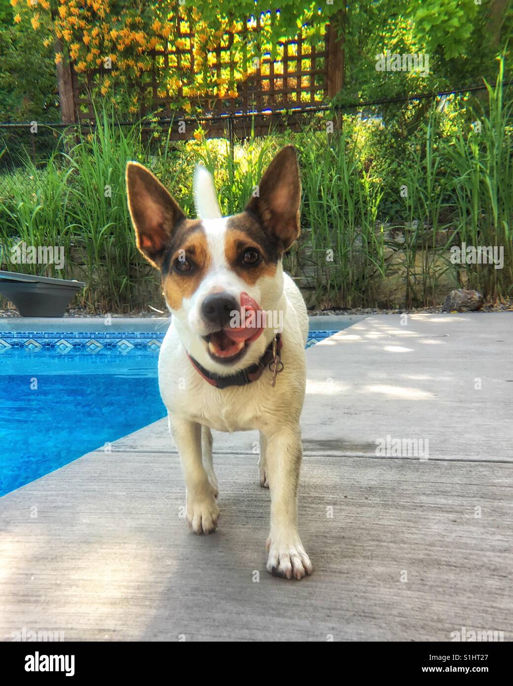Jack Russell Terrier cane a camminare su un ponte di piscina all'aperto. - Immagine stock catturata con smartphone