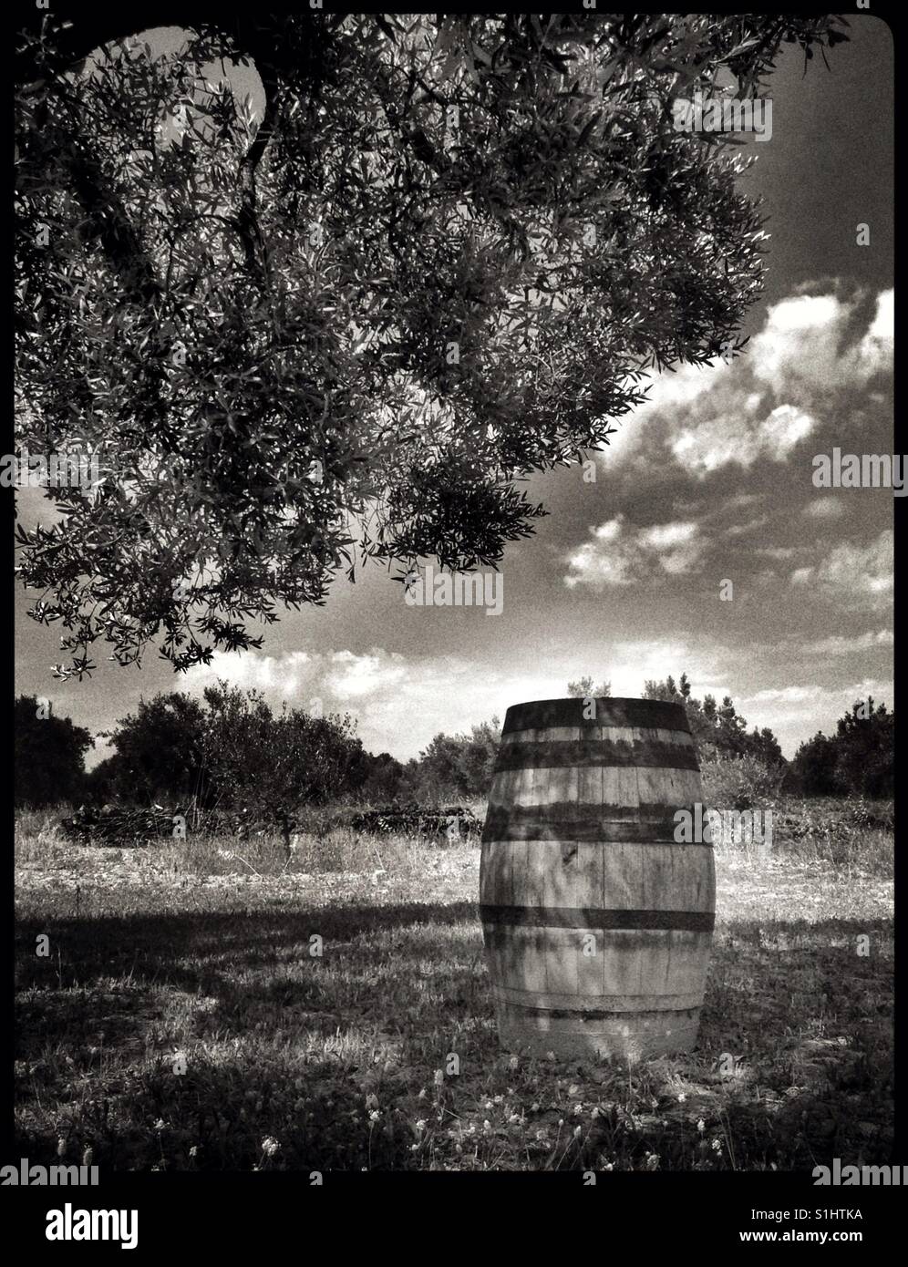 Antica botte di vino sotto un albero di olivo, Catalogna, Spagna. Foto Stock