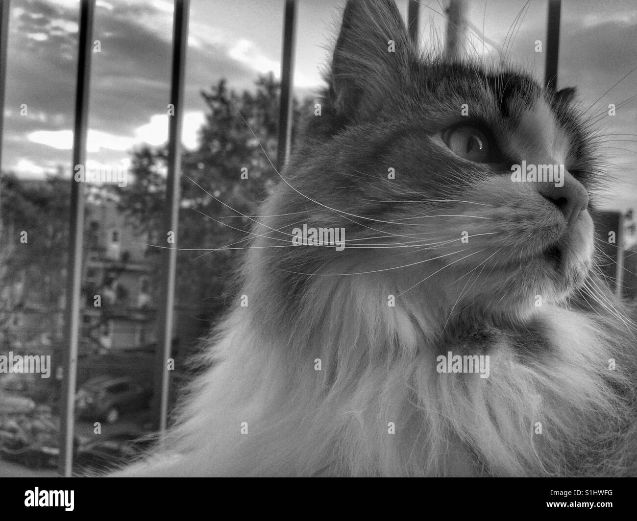 Gatto su un balcone che guarda attraverso la ringhiera Foto Stock