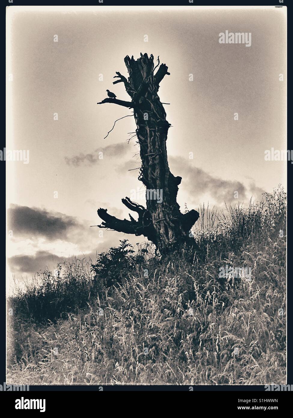 Albero morto tronco al tramonto con uccelli di palissonatura. Foto Stock