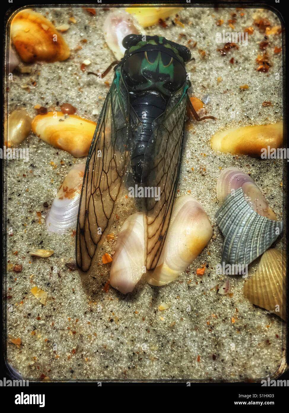 Insolito trovare sulla spiaggia: una costiera smerigliatrice a forbice Cicala, Neotibicen latifasciatus, a sud di Ponte Vedra Beach, Florida - Immagine stock catturata con smartphone Insolito trovare sulla spiaggia: una costiera smerigliatrice a forbice Cicala, Neotibicen latifasciatus, a sud di Ponte Vedra Beach, Florida - Immagine stock catturata con smartphone
