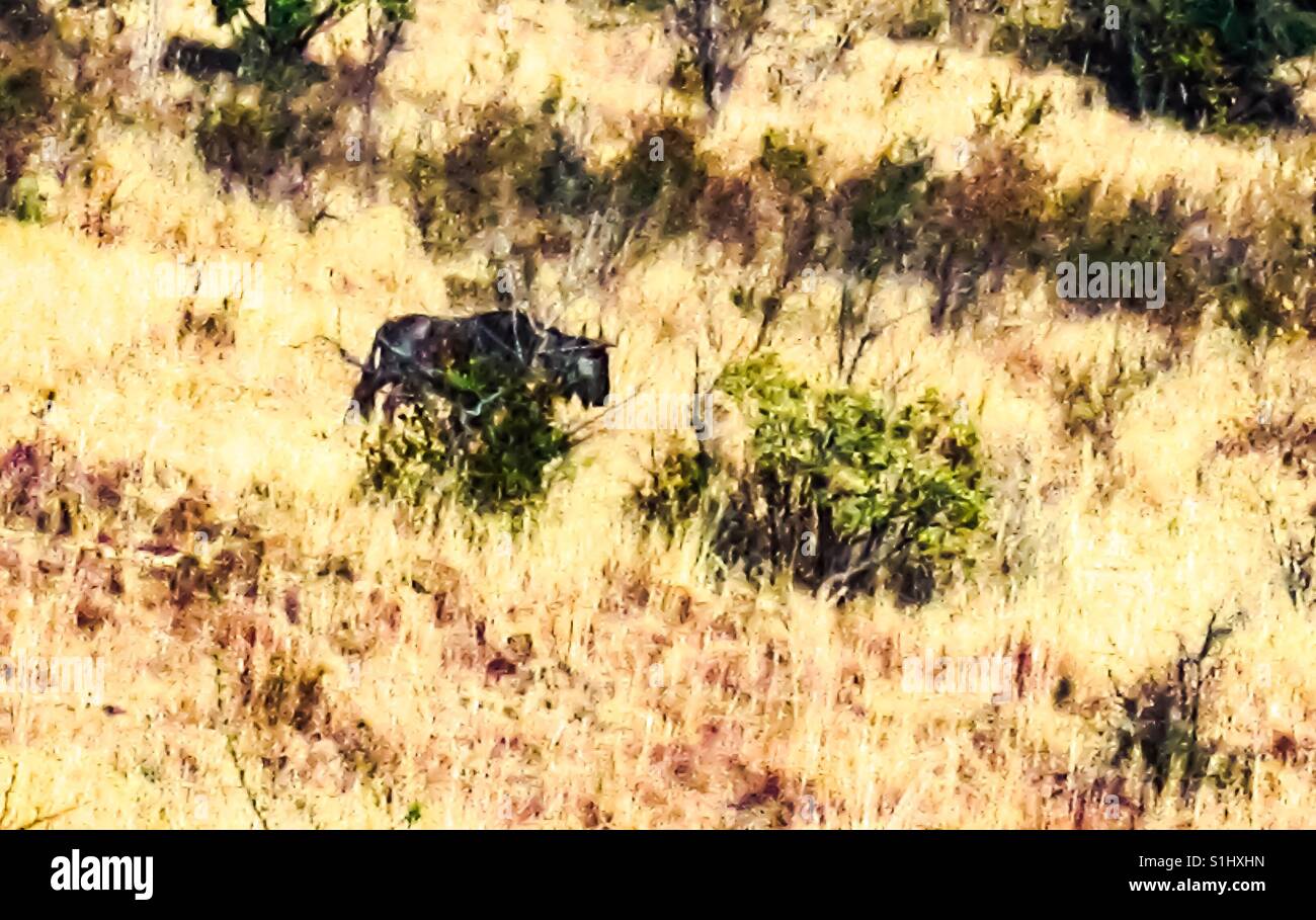 Gnu, Stock immagine, uno dei cinque grandi, nel Parco Nazionale di Pilanesberg, vicino a Sun City, in Sudafrica Foto Stock