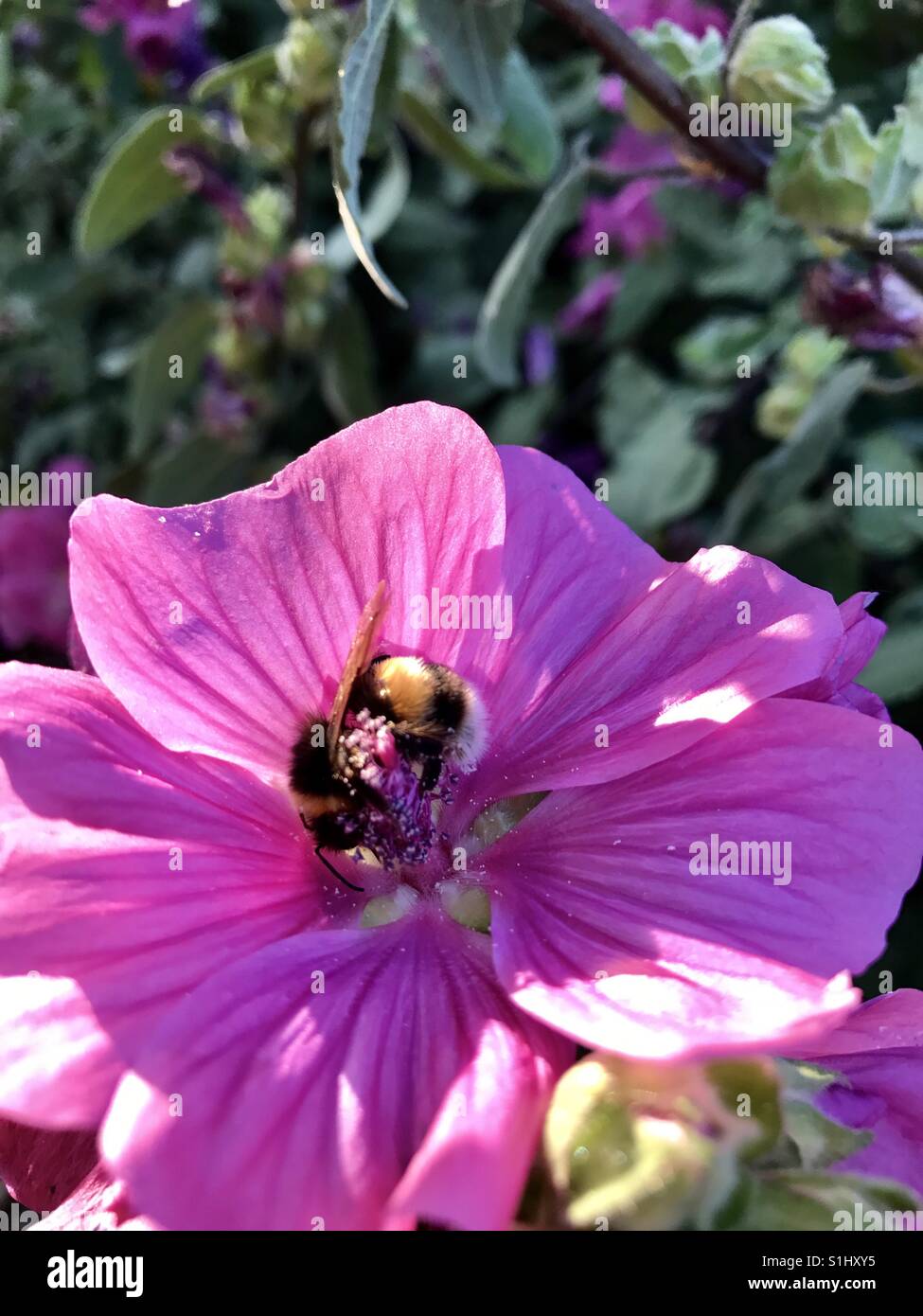 Un miele delle api raccoglie, il polline di un fiore rosa. Foto Stock