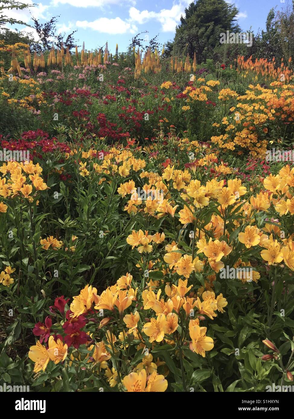 Una stupenda esposizione di fiori in un giardino Oxfordshire Foto Stock