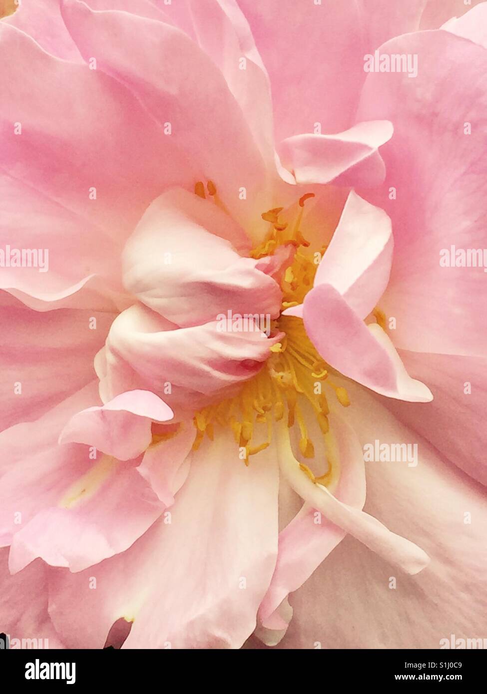 Rosa rosa closeup con ciuffo di stami gialli al physic garden Chelsea Londra Giugno 2017 - Immagine stock catturata con smartphone
