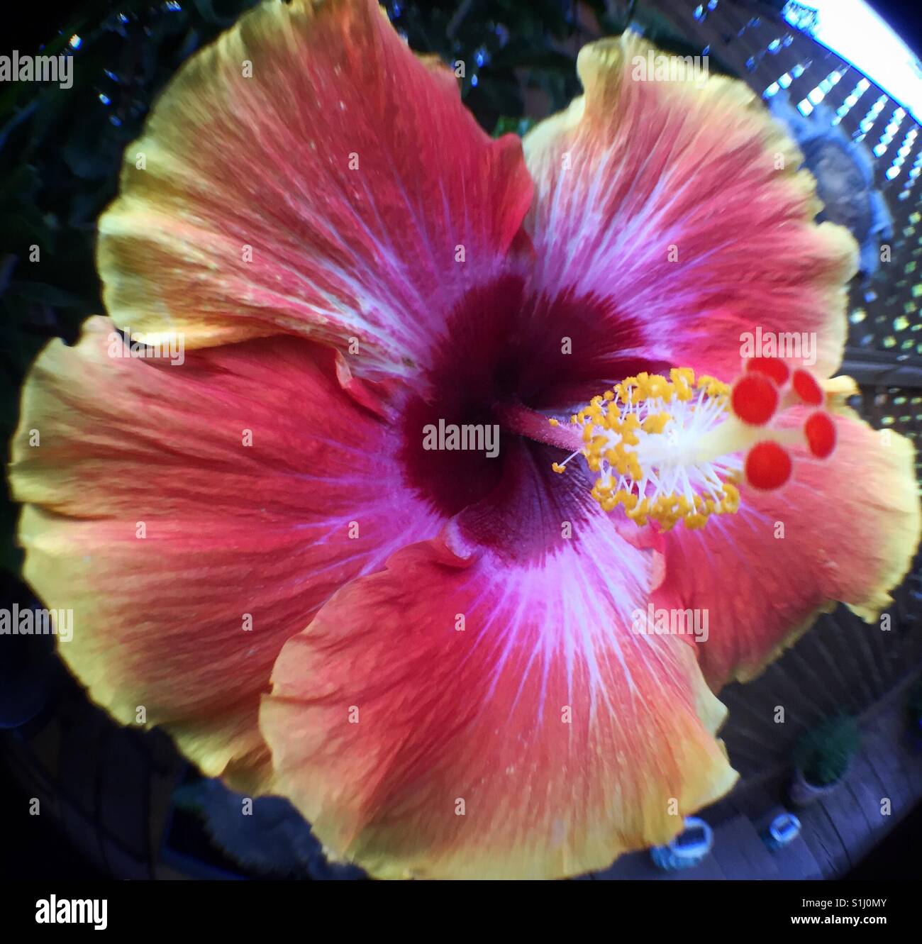 Hibiscus con fish eye lens Foto Stock