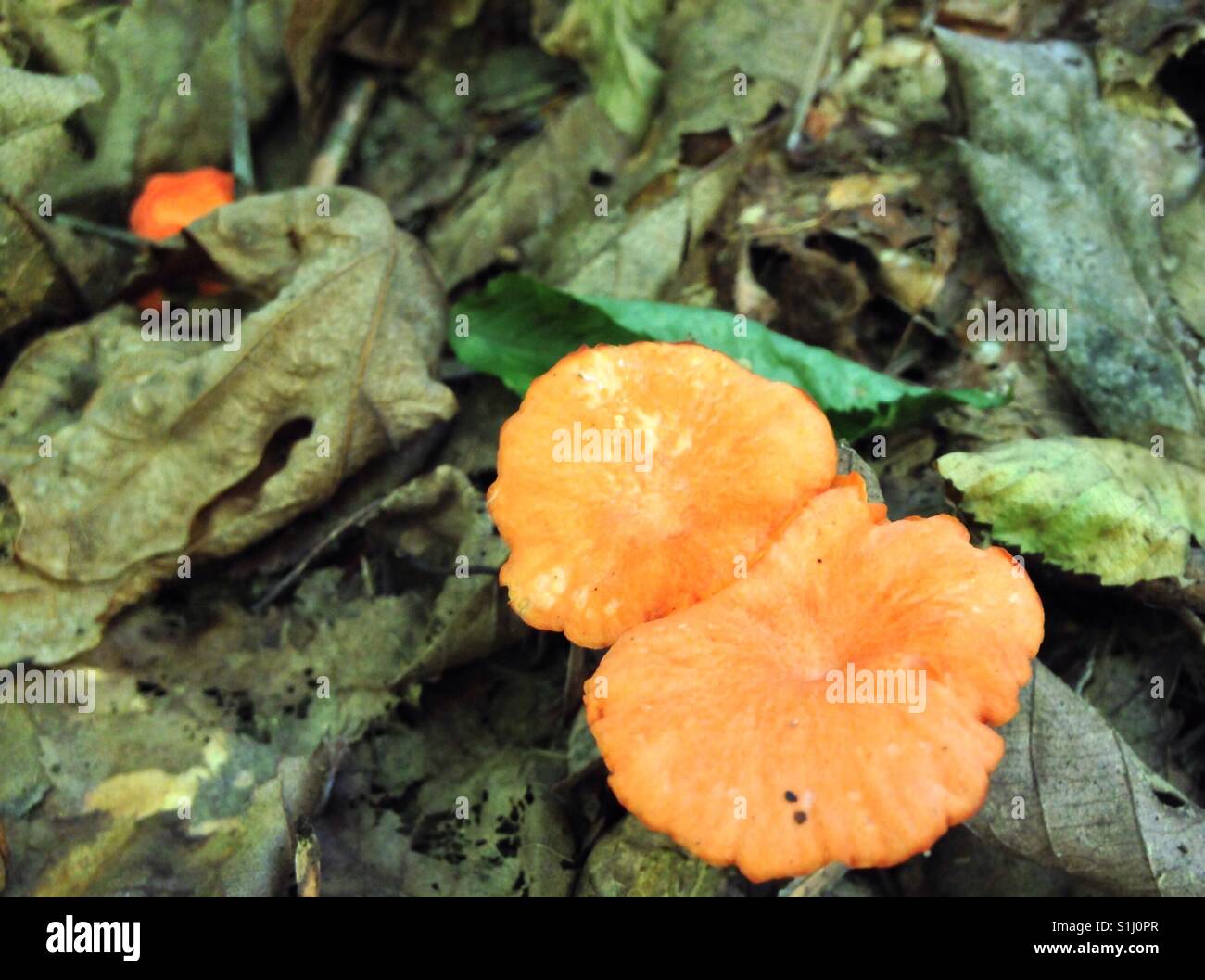 Felice fungo-arancio fungo trovato in North Carolina boschi Foto Stock