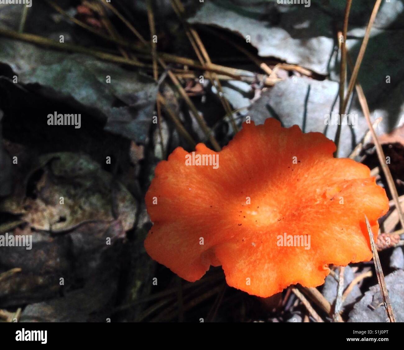 Fungo d'arancia trovato in North Carolina boschi Foto Stock