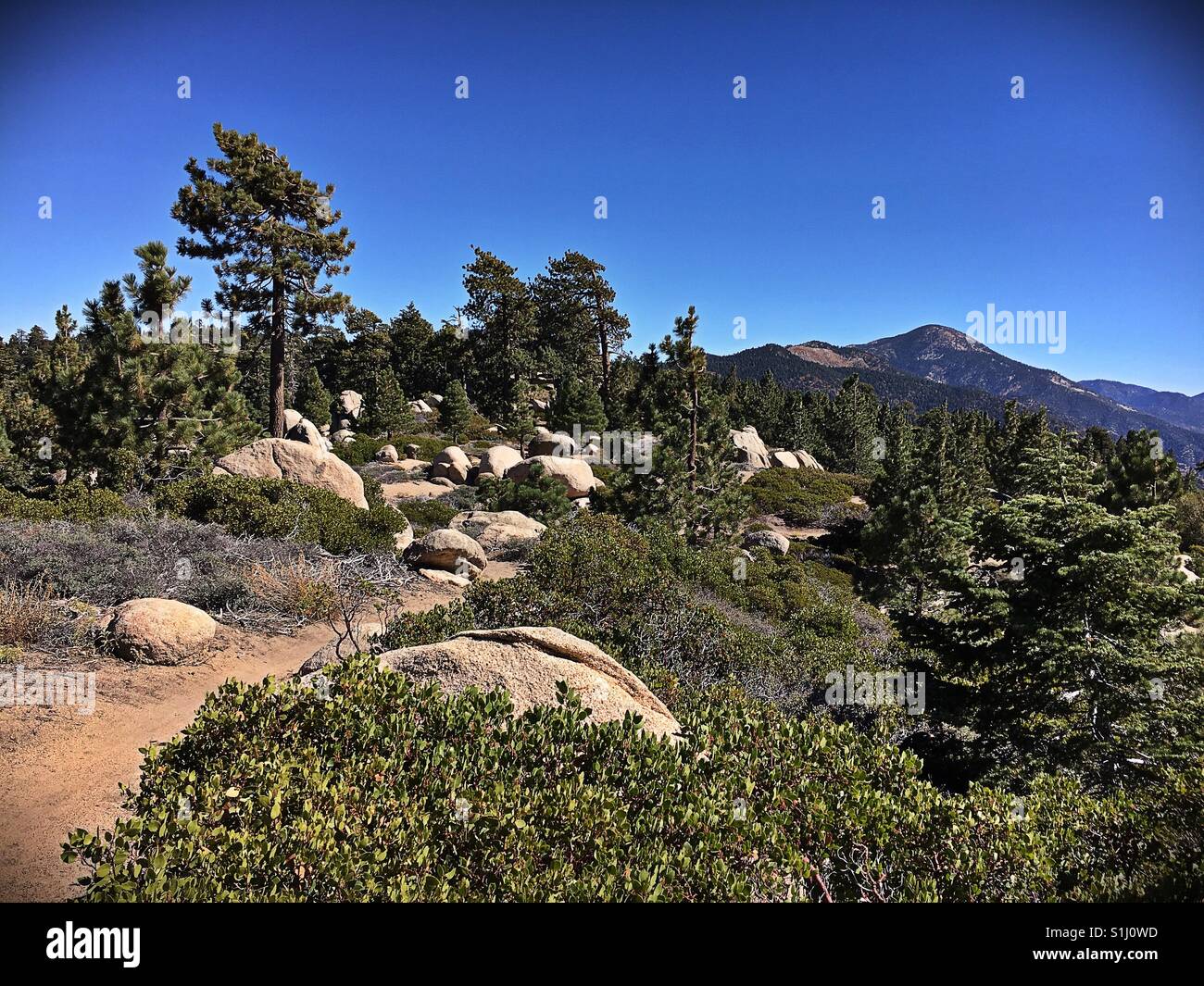 Alberi di pino in prossimità di un sentiero di montagna con rocce e massi - Immagine stock catturata con smartphone