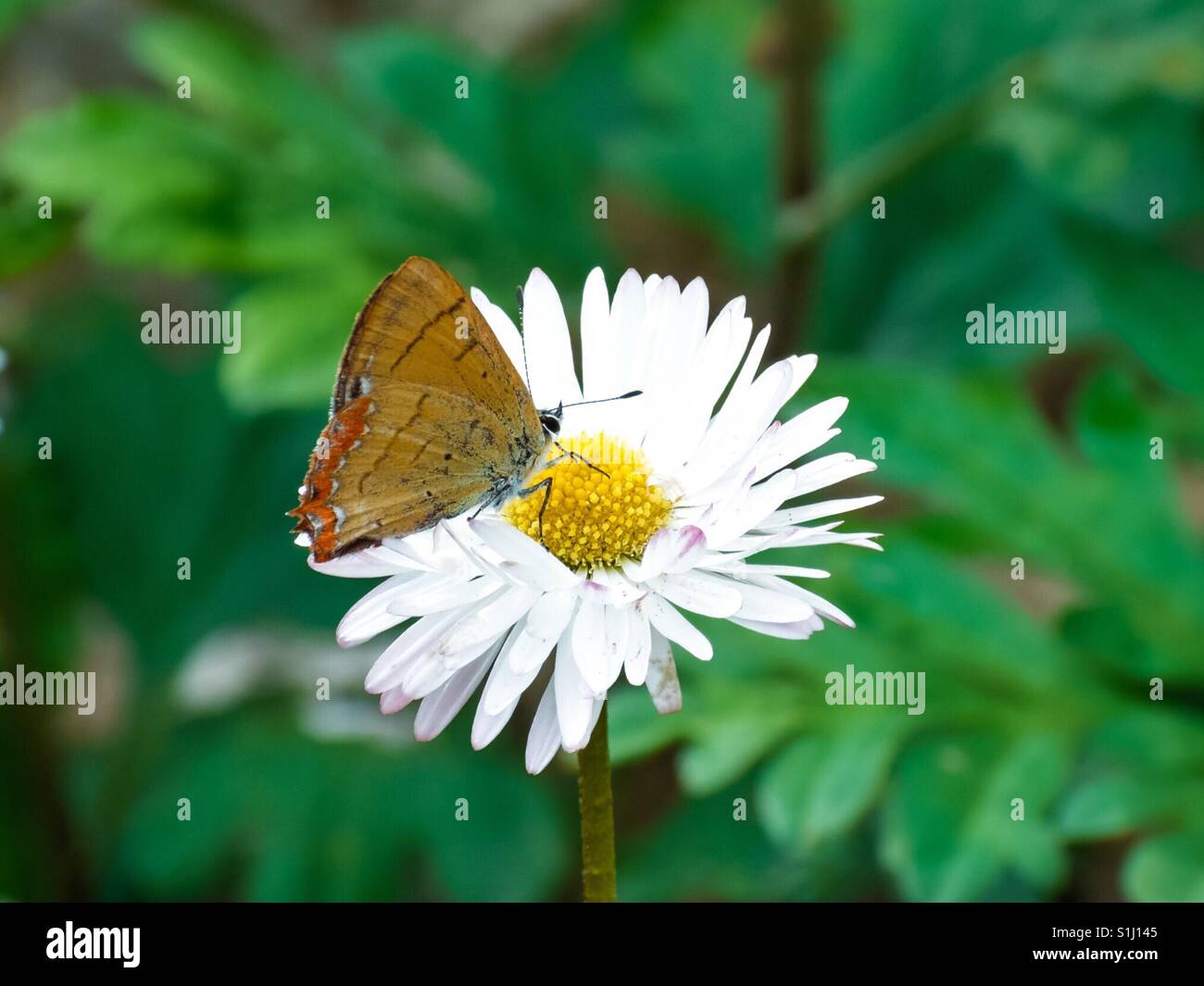 Farfalla su un fiore Foto Stock