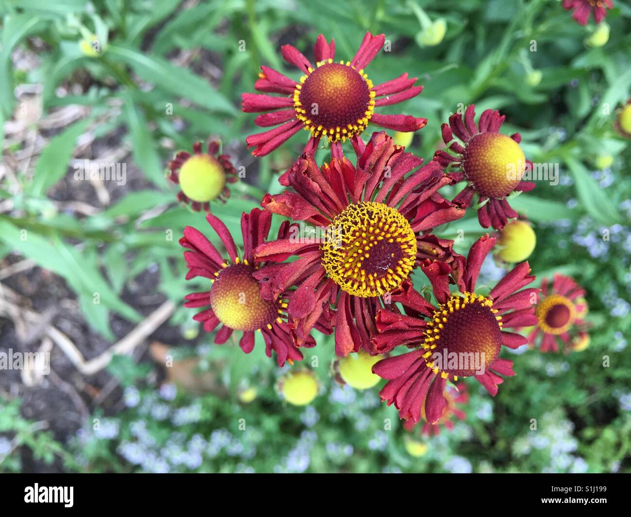 Petalo rosso daisy calce con centro di colore giallo Foto Stock