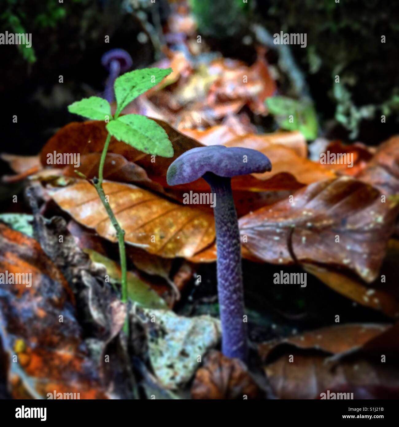 Viola funghi nella foresta Foto Stock