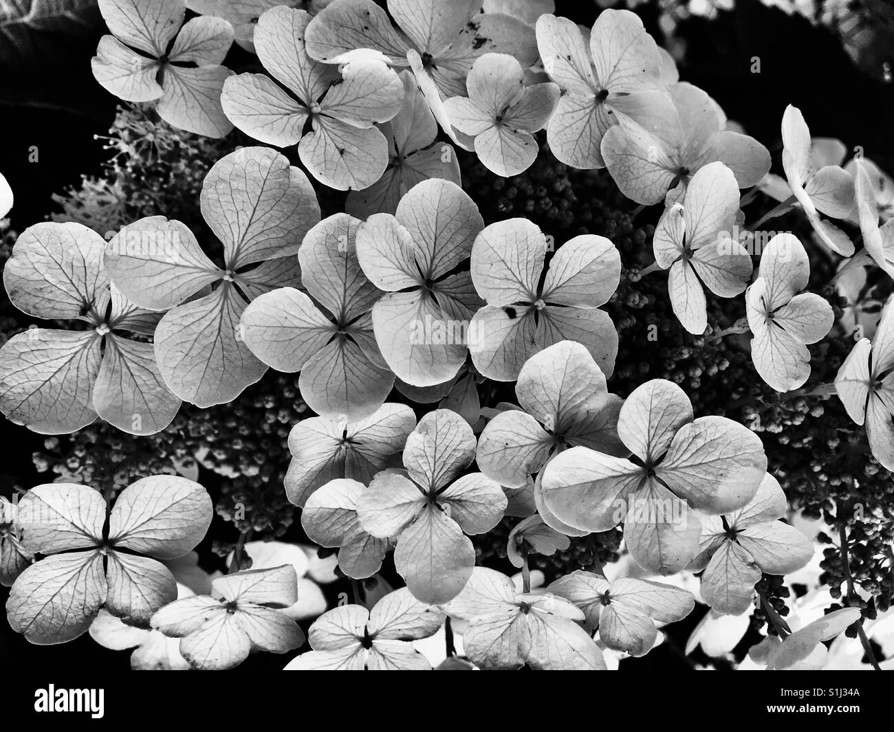 Ortensie in bianco e nero da vicino - Immagine stock catturata con smartphone