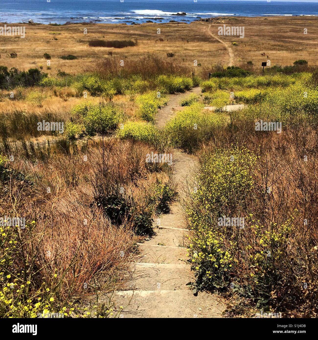 Gradini e un sentiero stretto all'oceano, San Luis Obispo County, California - Immagine stock catturata con smartphone