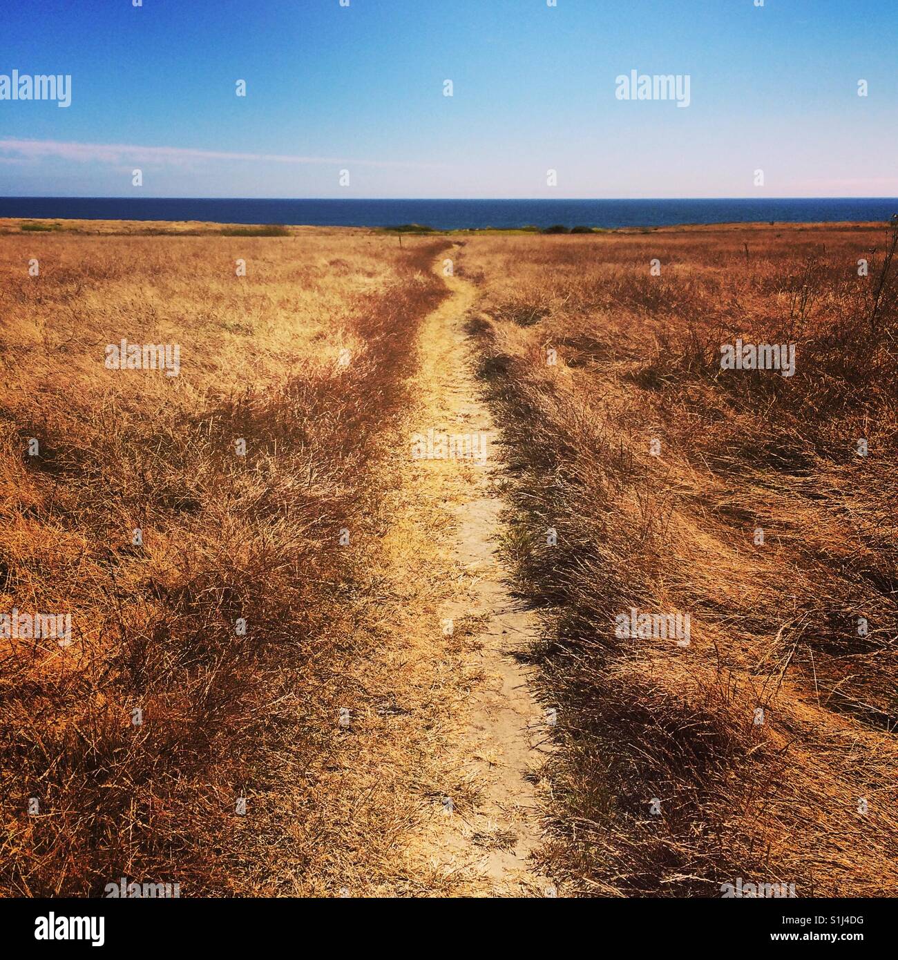 Un sentiero stretto all'oceano, San Luis Obispo County, California - Immagine stock catturata con smartphone