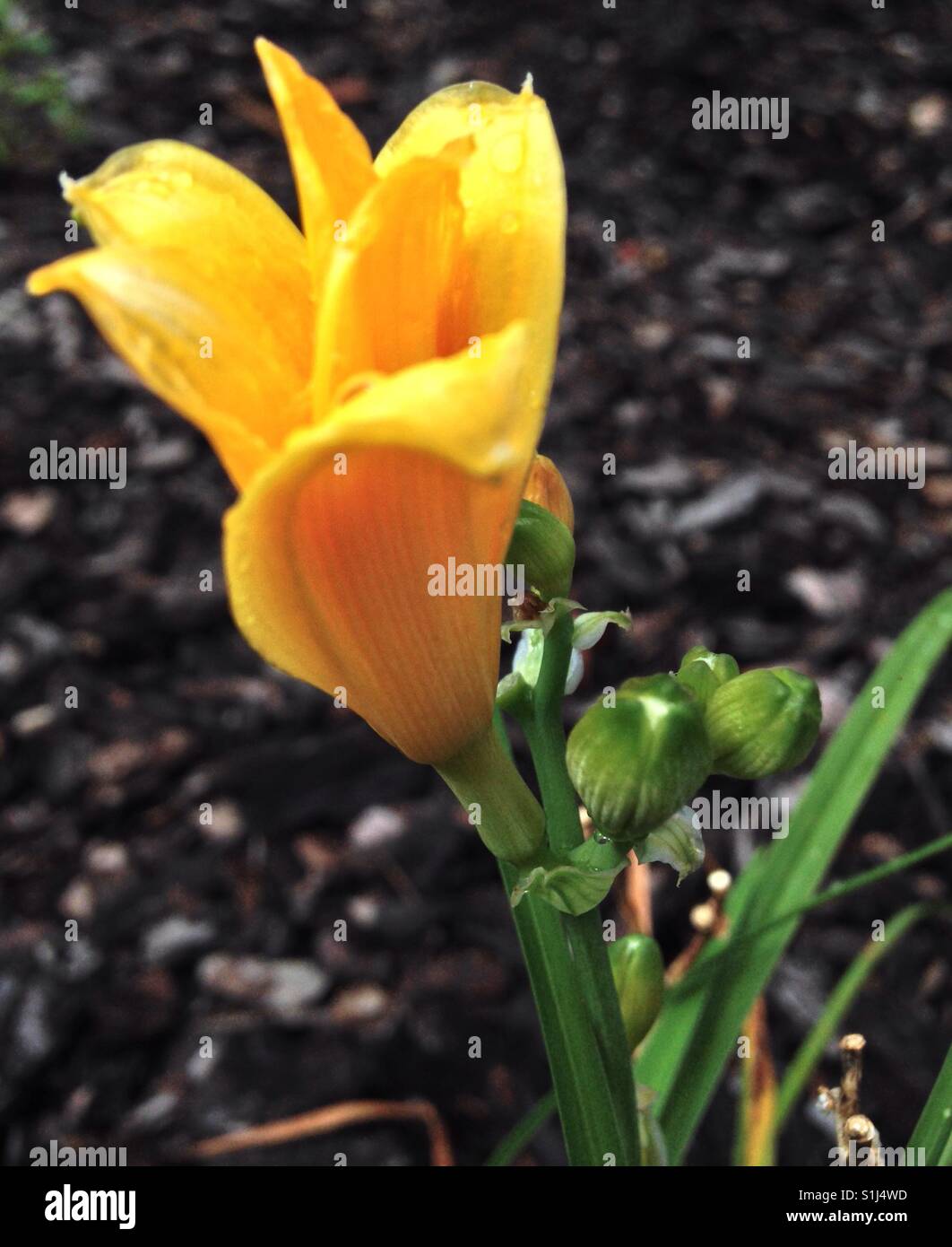 Giglio giallo germogliando nel giardino Foto Stock