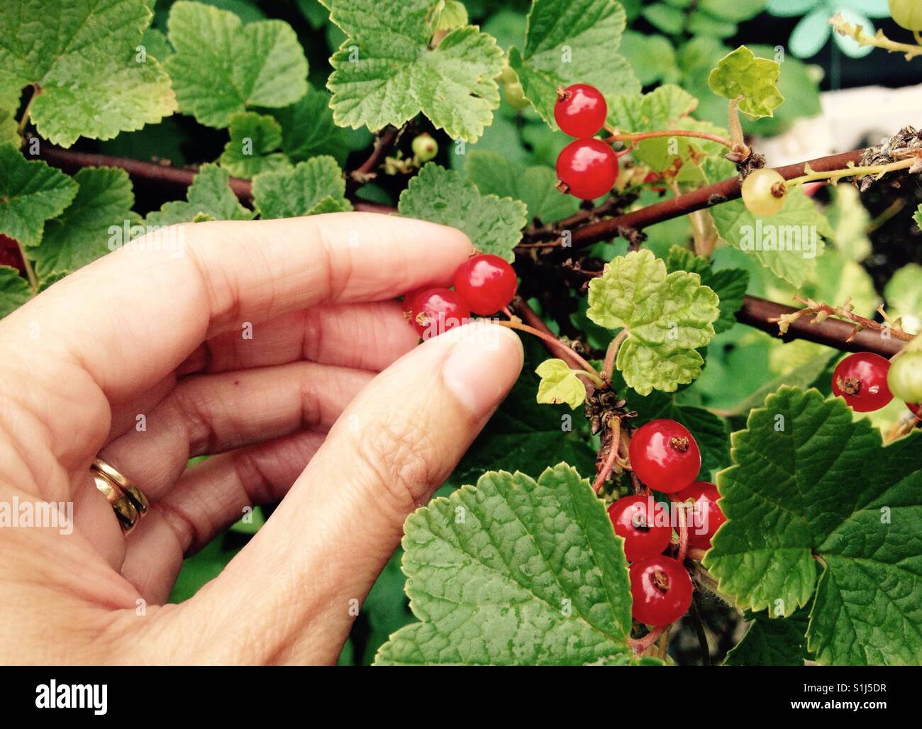 Raccolta di ribes rosso - Immagine stock catturata con smartphone