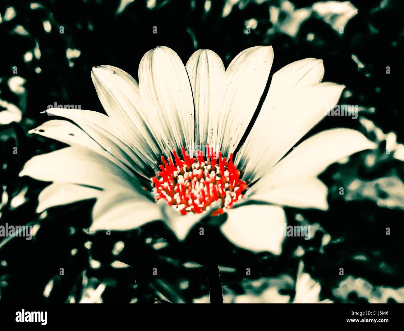 Daisy bianca fiore con Red Centre Foto Stock