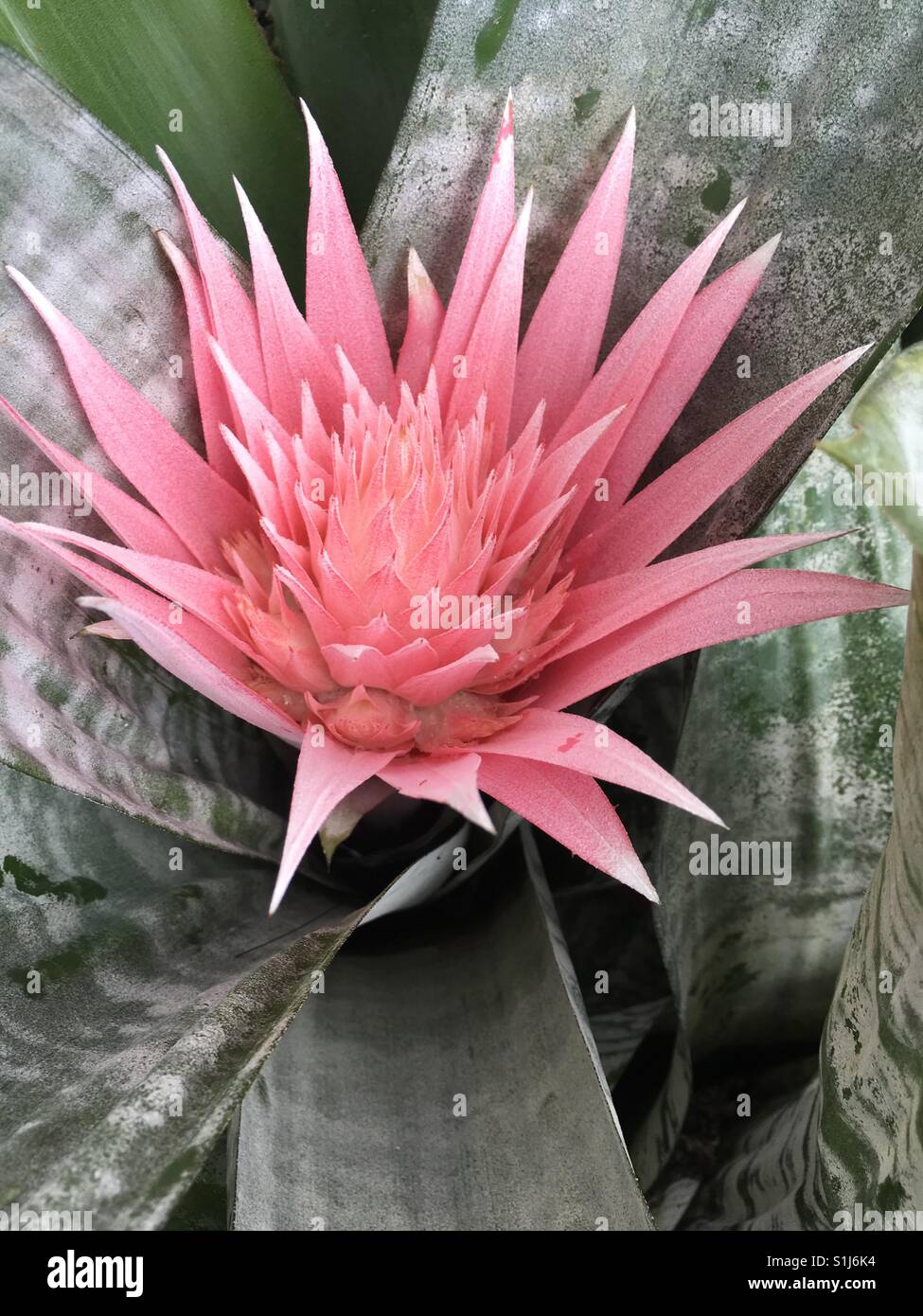 Fiore rosa di Aechnea Fasciata o vaso argento impianto - Immagine stock catturata con smartphone
