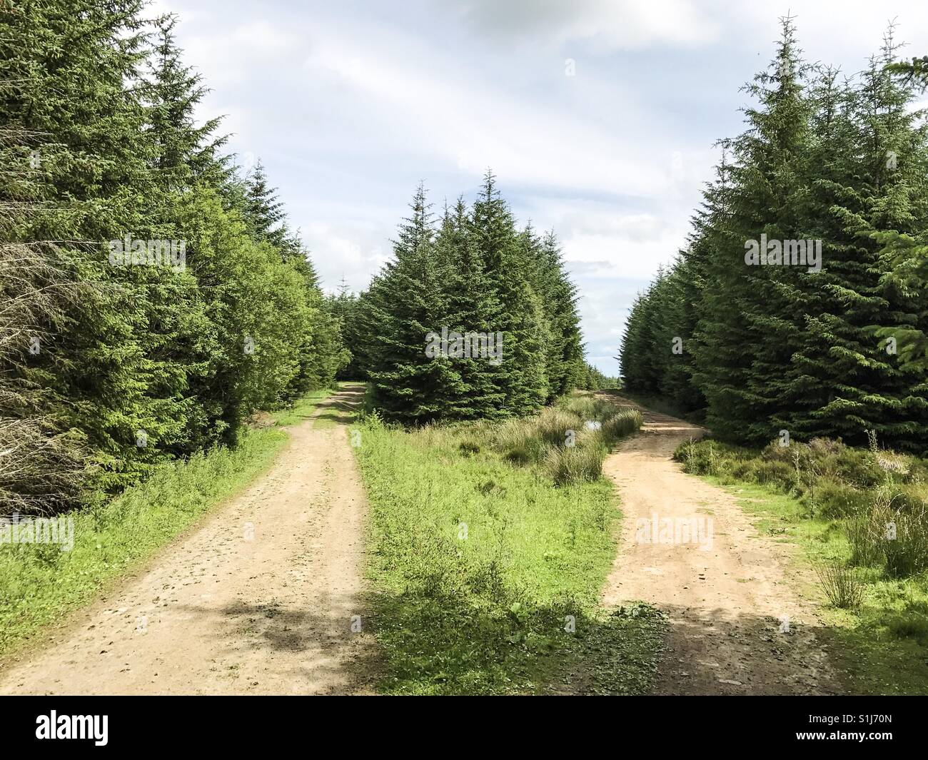 Una via in una foresta di pini divergente in due percorsi, Northumberland, Inghilterra. - Immagine stock catturata con smartphone