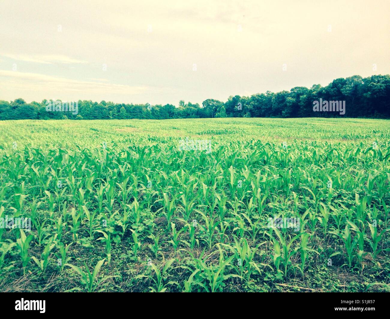 North Carolina, mais coltivato localmente Foto Stock