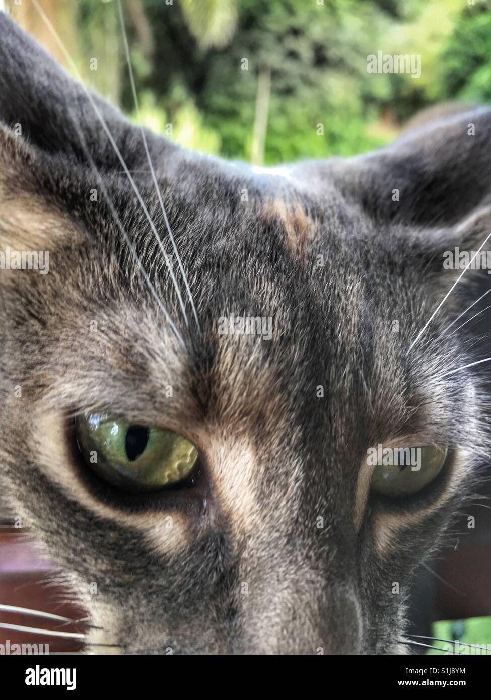 Close up di un gatto in testa. Foto Stock