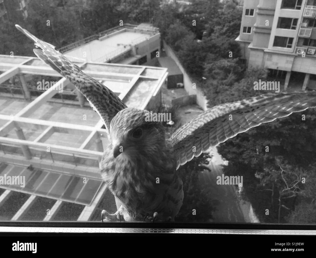 Falco tinnun-culus tenendo il resto al di fuori della finestra - Immagine stock catturata con smartphone Falco tinnun-culus tenendo il resto al di fuori della finestra - Immagine stock catturata con smartphone