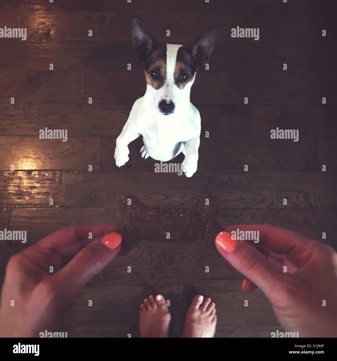 Cane in piedi sulle zampe posteriori in attesa di un cookie dalla sua umana. Square crop. - Immagine stock catturata con smartphone