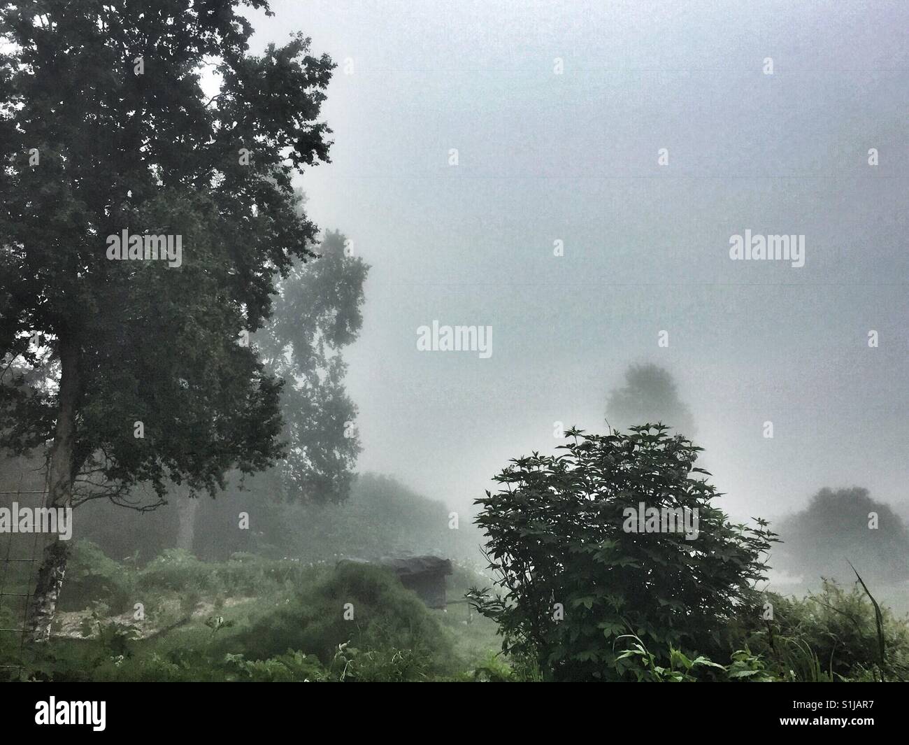 Alberi drammatico come nebbia in rotoli Foto Stock